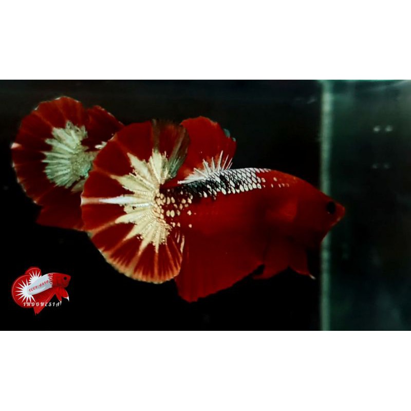 CUPANG BETTA FCCP DARK RED HEAD STAR TAIL REAL 100%