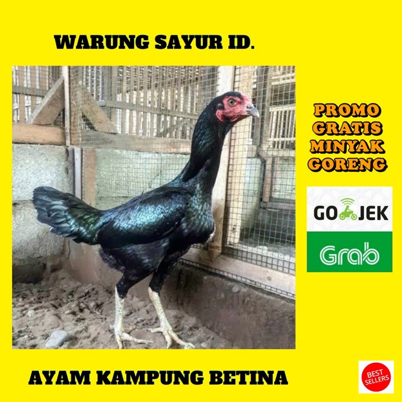 

AYAM KAMPUNG BETINA