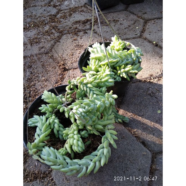 tanaman hias air mata ibu