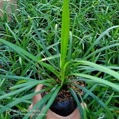 tanaman hias Alang-alang hijau ( ophiopogon jaburan vittatus )