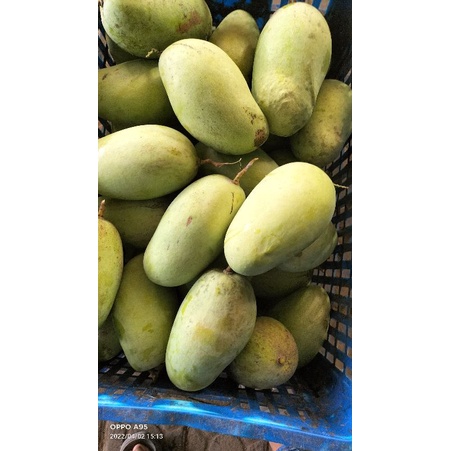 

MANGGA GAJAH INDRAMAYU