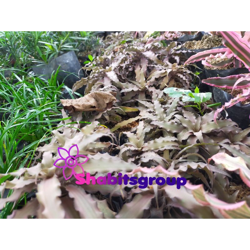 tanaman hias Cryptanthus acaulis- tanaman bromelia mini