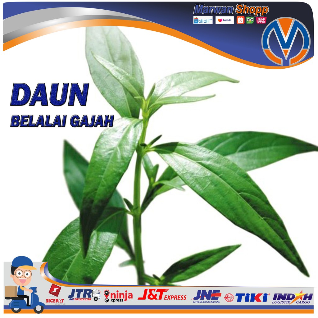 

1kg Daun Belalai Gajah Segar MARWAN SHOPP