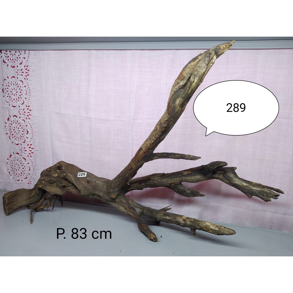 Akar Kayu Santigi Laut Hiasan Aquarium / Sentigi Karang Aquascape Tenggelam