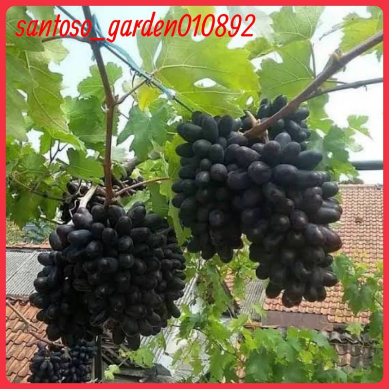 Bibit anggur hitam bali