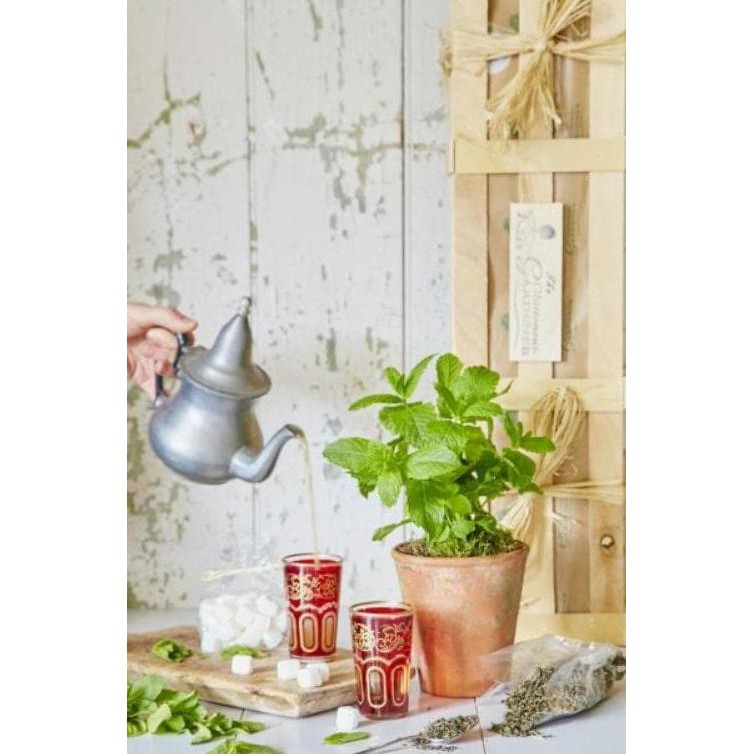 &* TANAMAN DAUN MINT (PEPPERMINT) - BIBIT TANAMAN HIAS OBAT HERBAL H4I