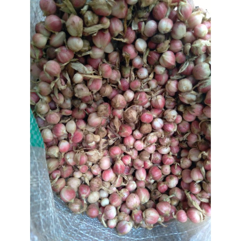 

buah kapulaga fresh 500 gram