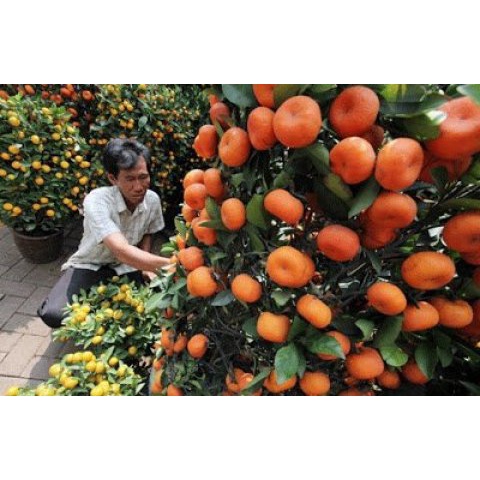 Booster pupuk bibit jeruk agar bisa berbuah dengan buah lebatcepat dan ber