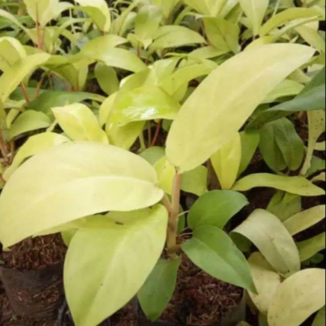 Tanaman hias Srigading centong - tanaman Srigading