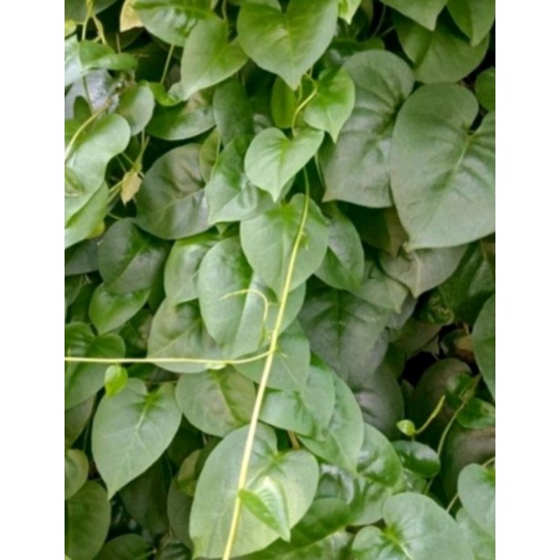 

Daun binahong segar hijau 500grm