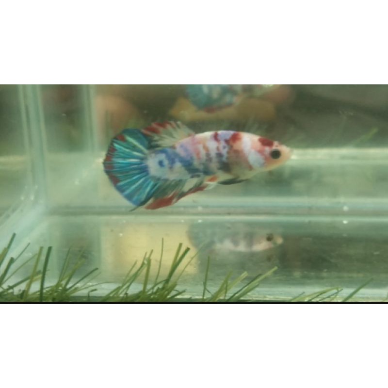 Ikan cupang hias multycolour real pict