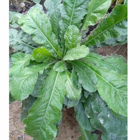 Daun tapak liman obat herbal