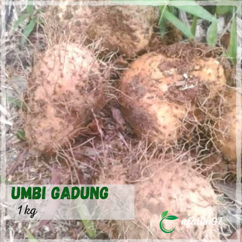 

Umbi Gadung Segar 1 kg