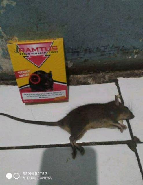 Ramtus Racun Tikus Mati Kering Pengusir Tikus Racun Tikus Ampuh Jebakan Tikus Bukan Lem Tikus Ss-01