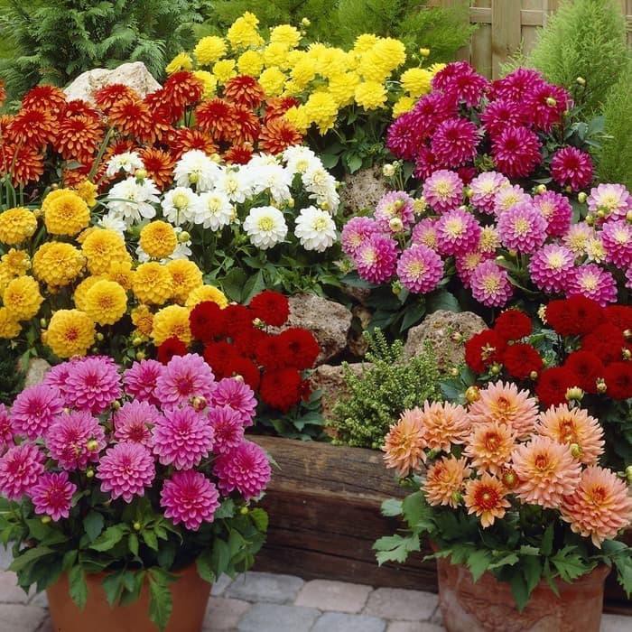 Benih Biji Bunga Dahlia Unwins Dwarf Mix Isi 15 Biji