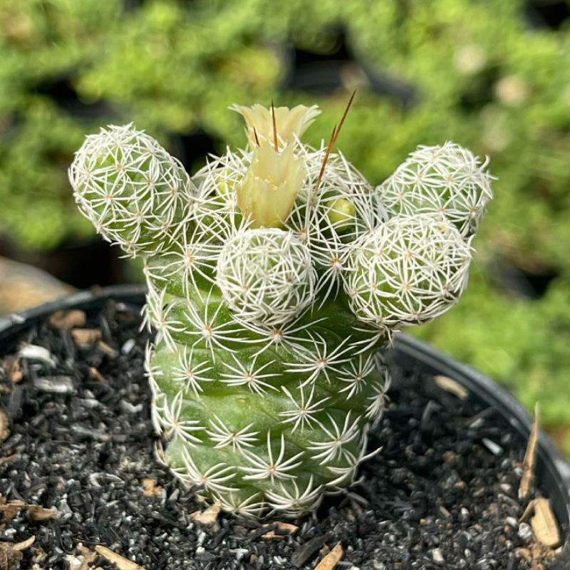 Kaktus Mammillaria Gracilis