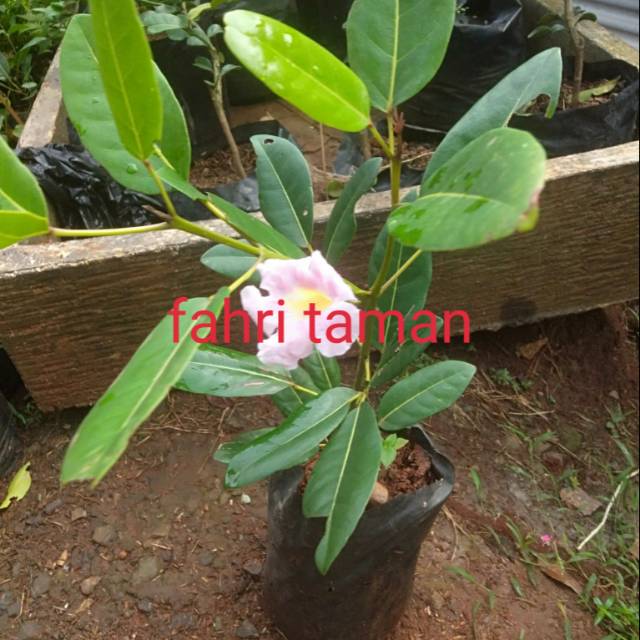 Tanaman hias tabebuya ping-bibit pohon tabe buya pink
