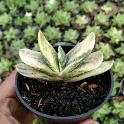 kaktus sukulen// gasteria obtusa varigata kuning