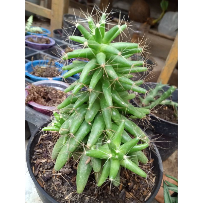 sukulen ownroot duri lunak