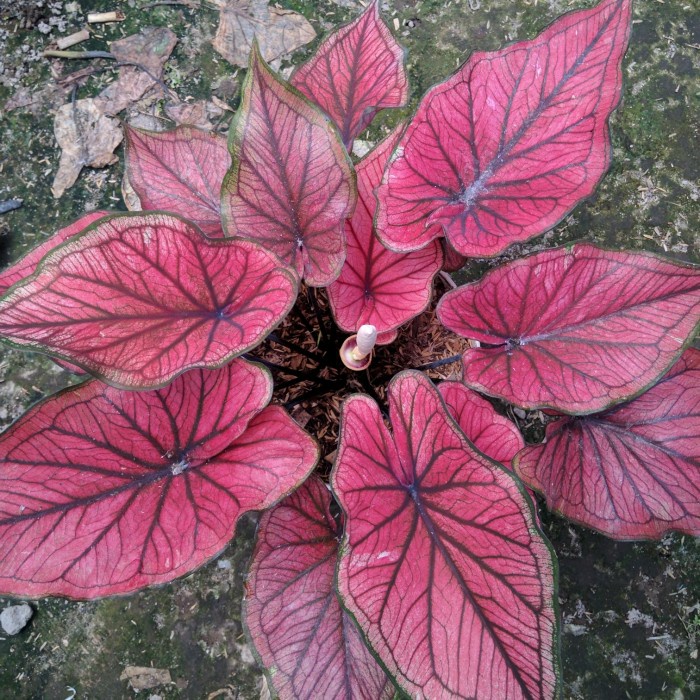 tanaman hias keladi hybrid merah menor ukuran remaja