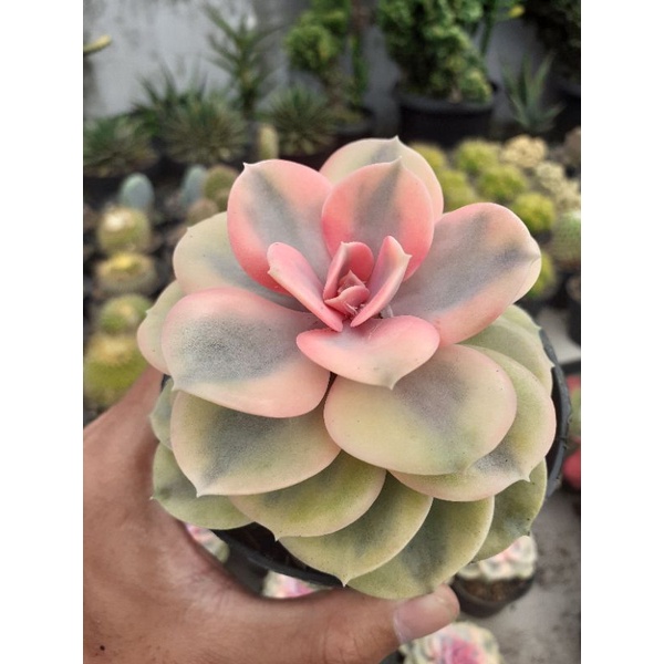 echeveria weast rainbow