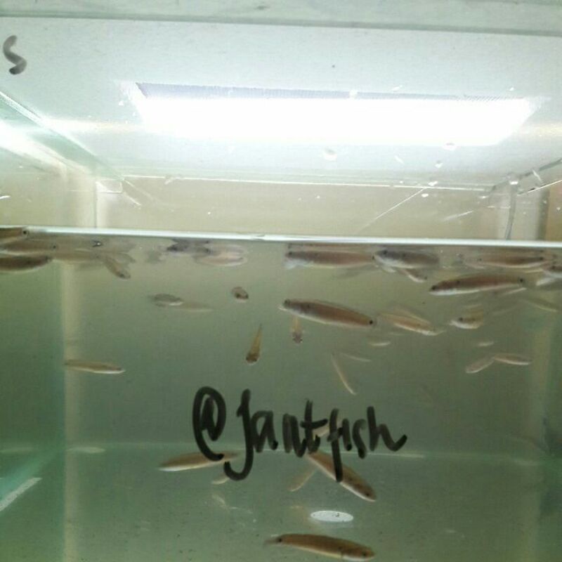 Grosir channa asiatica RSWS 4m chana Asistika rsxws