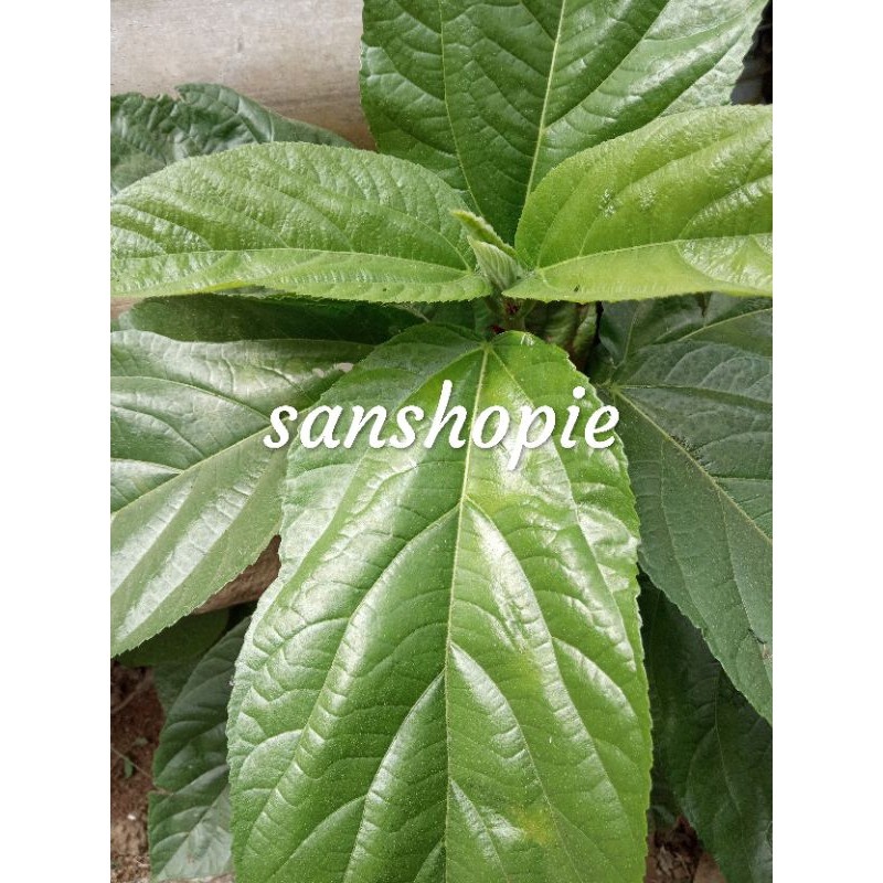 

Daun nangsi segar fresh paket 1 kg