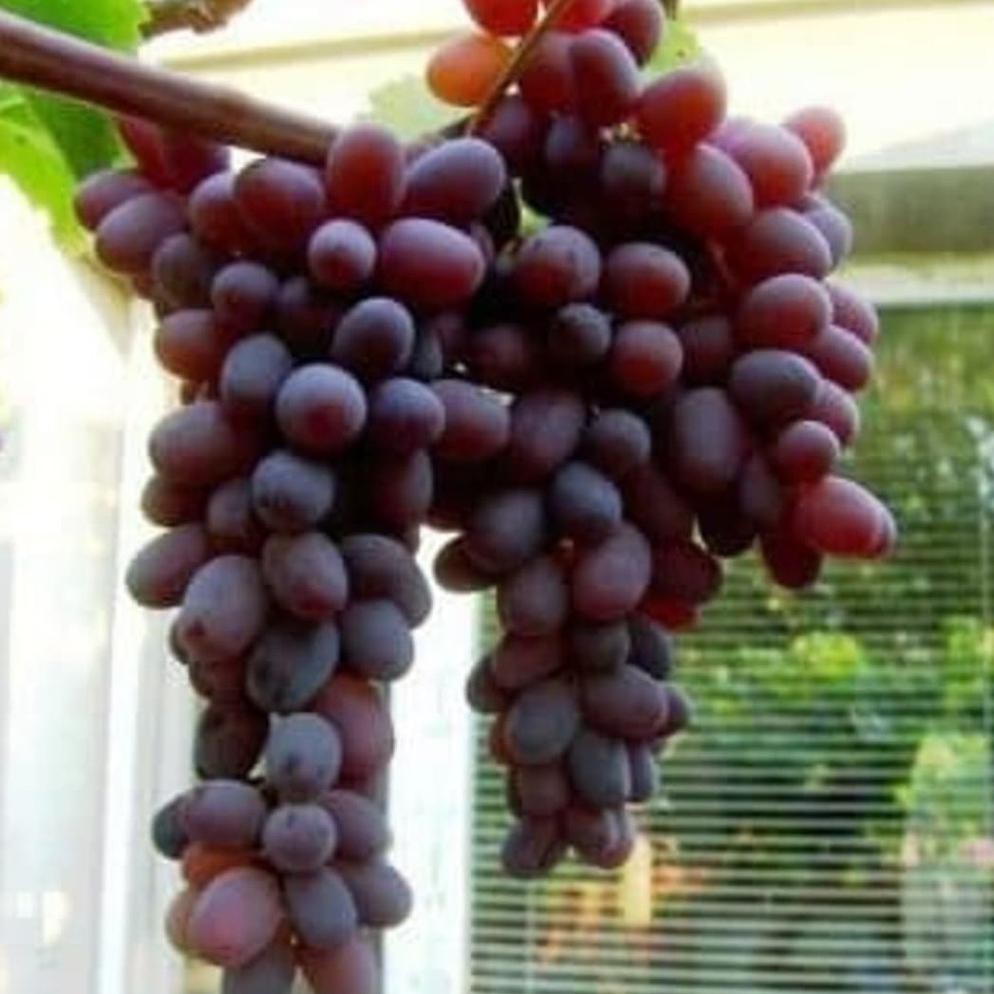 Bibit Anggur Jupiter Import
