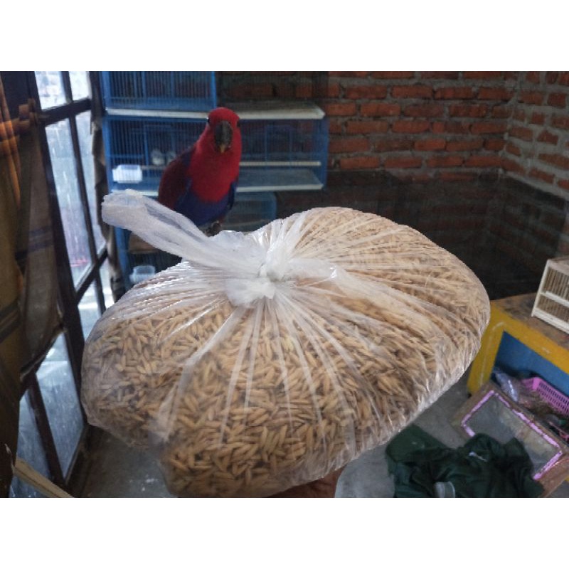 GABAH PARI 1 kg GABAH PAKAN BURUNG GABAH PADI PADI PAKAN BURUNG GABAK GABAH PADI