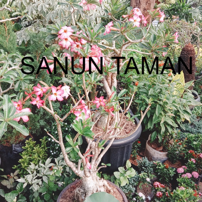 tanaman hias bunga/pohon bonsai kamboja jepang
