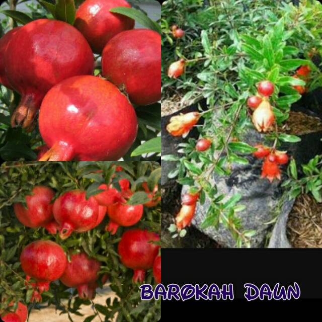 Bibit delima merah super unggul