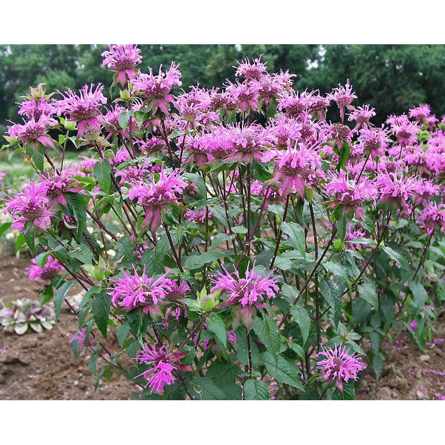 Benih Bibit Biji - Wild Bergamot Bee Balm Medical Herb Seeds - IMPORT