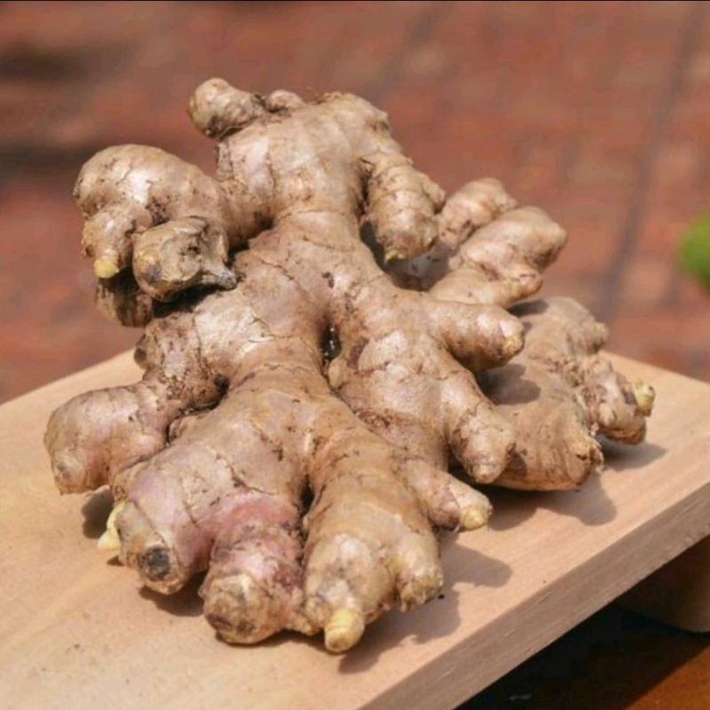 

1KG JAHE GAJAH / JAHE PUTIH / JAHE SEGAR / REMPAH SEGAR