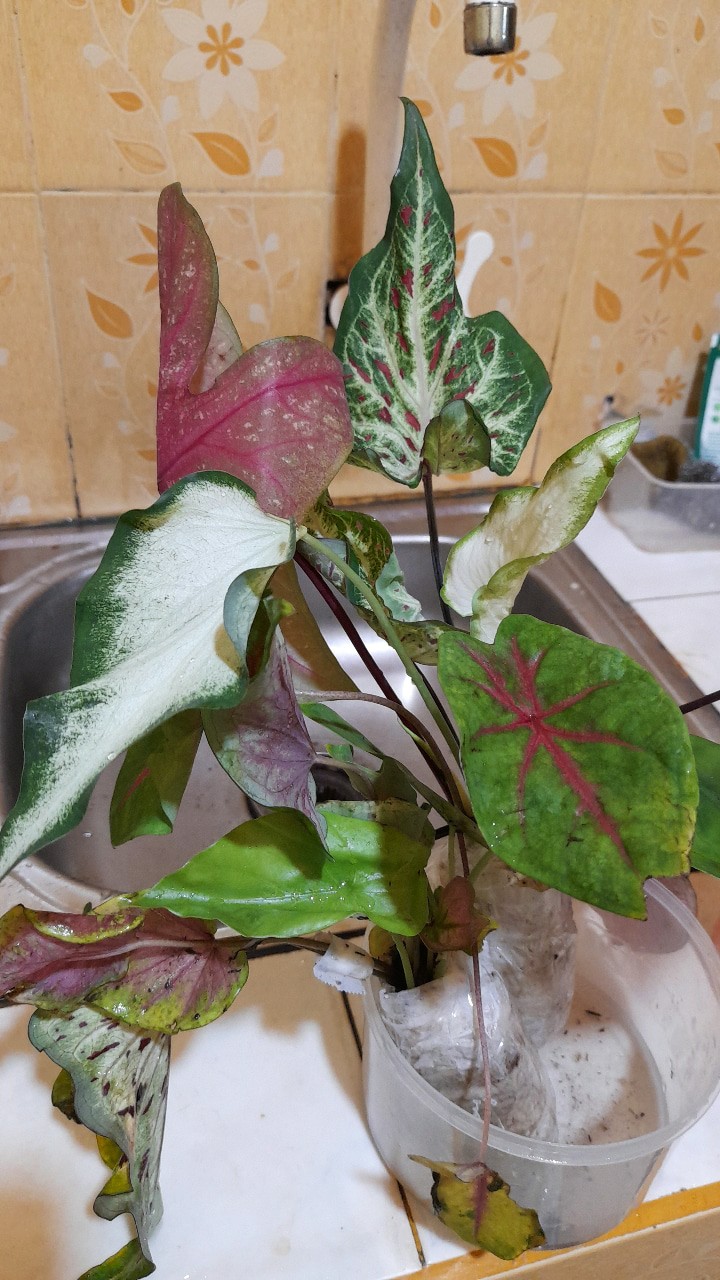 Caladium White Knight/ Dikirim Anakan Bibit White Knight