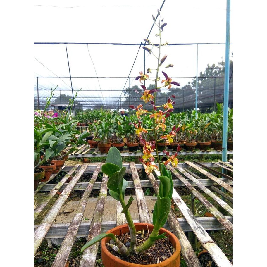 Ready Stock Anggrek Dendrobium Keriting Rambo