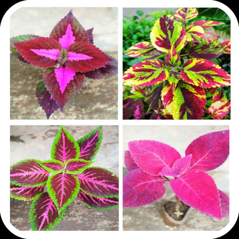 stek bibit tanaman hias miana tanaman miana bunga miana