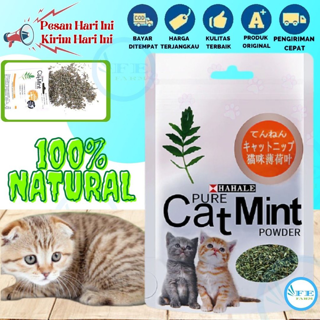 Catnip catmint cat mint - PURE CATMINT POWDER - BIKIN FLY KUCING FEFARM