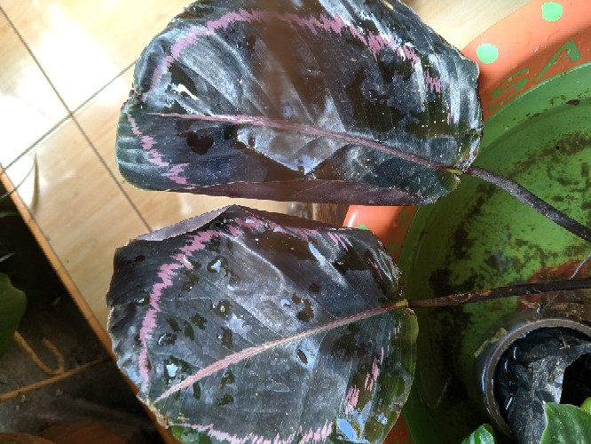 Tanaman Hias Calathea Black Lipstik - Meranti Papua