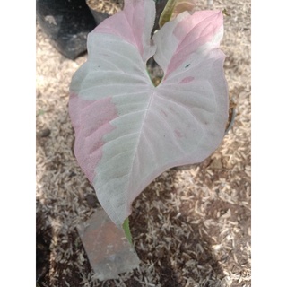 Tanaman hias syingonium pink spot 1 DAUN - tanaman hias syingonium pink - singonium pink - syingonium