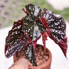 Tanaman hias begonia maculate mocca - begonia polkadot mocca - tanaman daun bergaransi