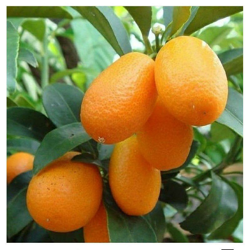 Bibit Tanaman Buah Jeruk Nagami-Bibit Buah Jeruk Nagami Hasil Sambung siap Berbuah