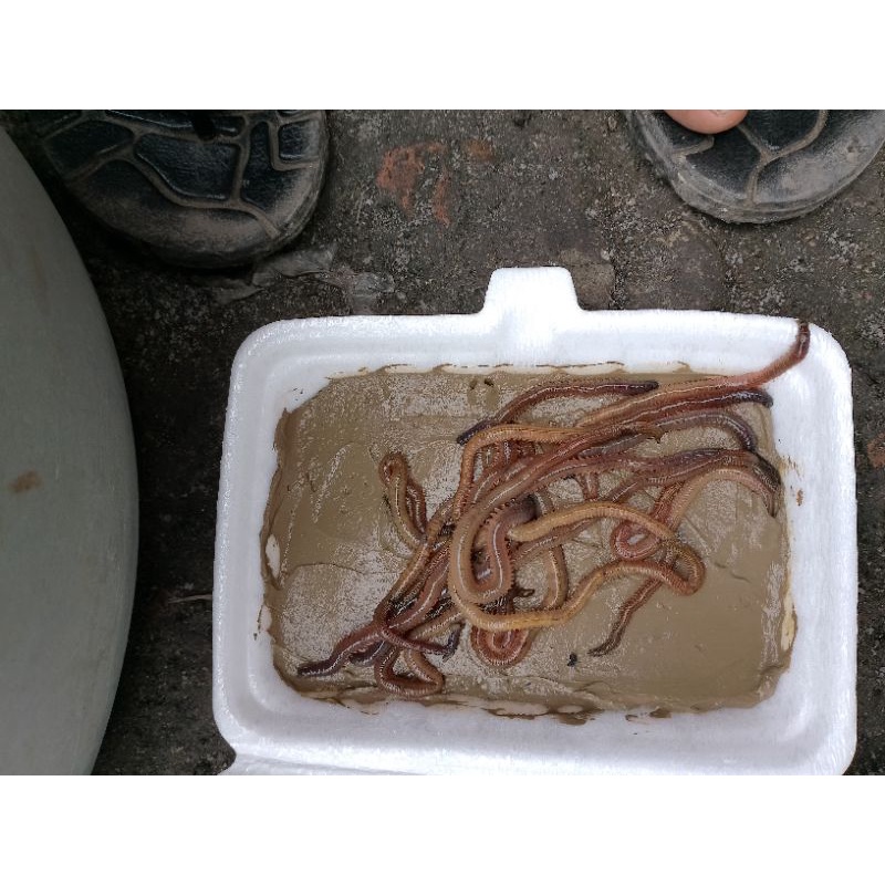 cacing kilung cacing laut