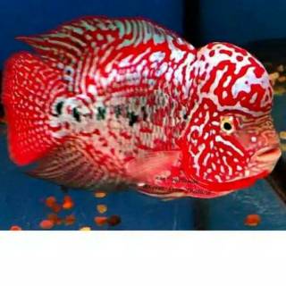 ikan louhan Super Red Monkey Buy 1 get 1 free Shopee 