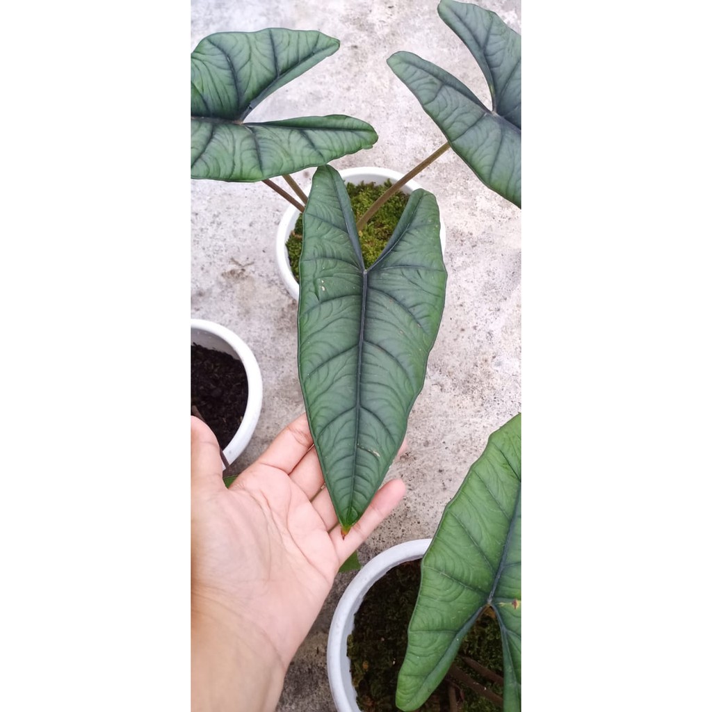 Alocasia Bisma