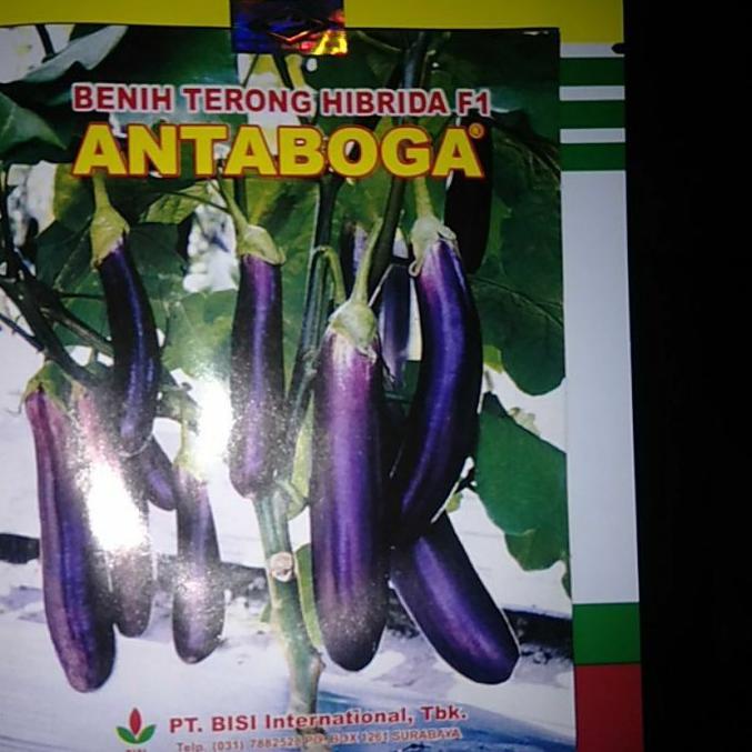 (KD-655)-Benih Terong Hibrida f1 ANTABOGA-Terbaru