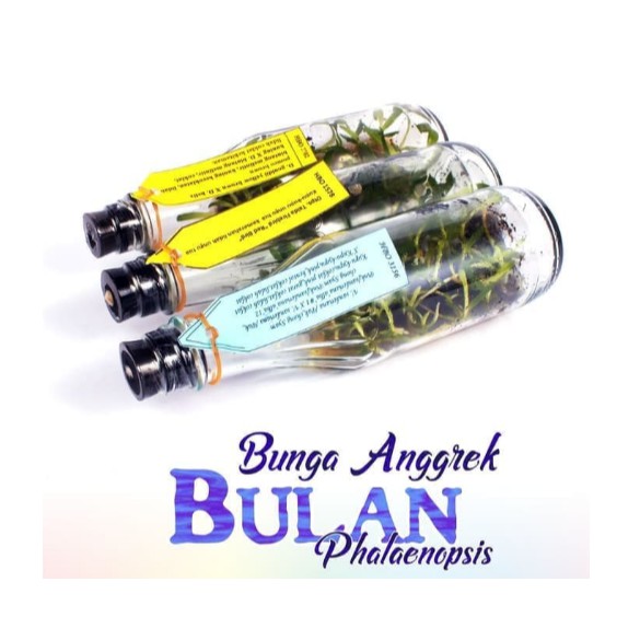 PROMO Benih Bibit Bunga Anggrek BULAN PHALAENOPSIS Anggrek Hybrid Botol