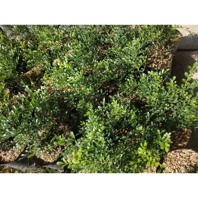 Bahan Bonsai Kemuning Micro