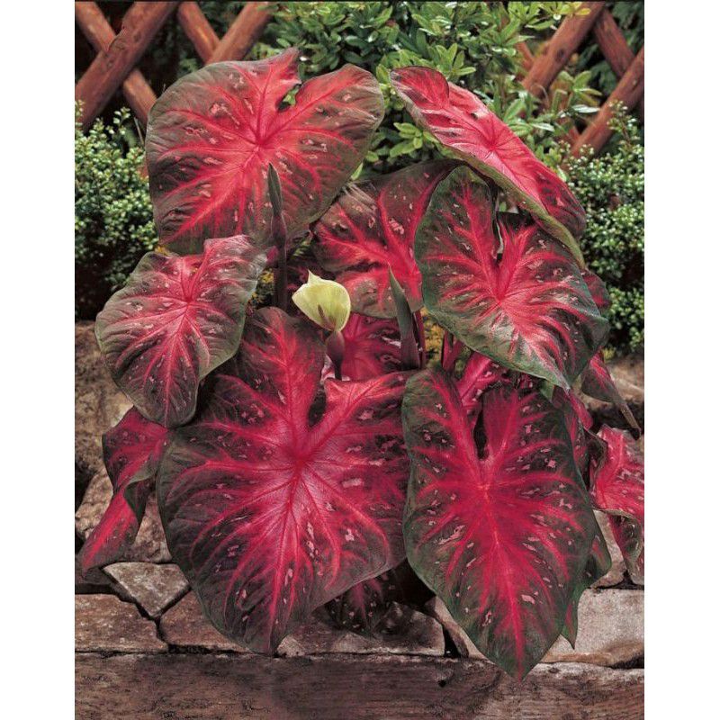 tanaman hias umbi keladi red flash hybrid keladi hias