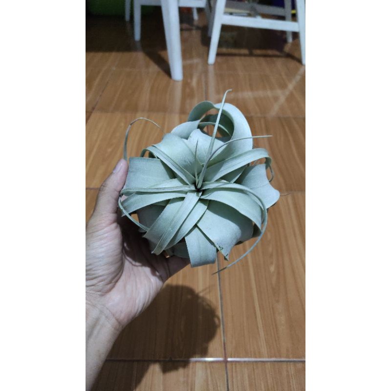 Tillandsia Xerographica roset A