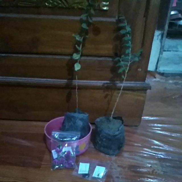 Pohon Bidara Arab / Bibit Bidara Arab / Pohon Sidr